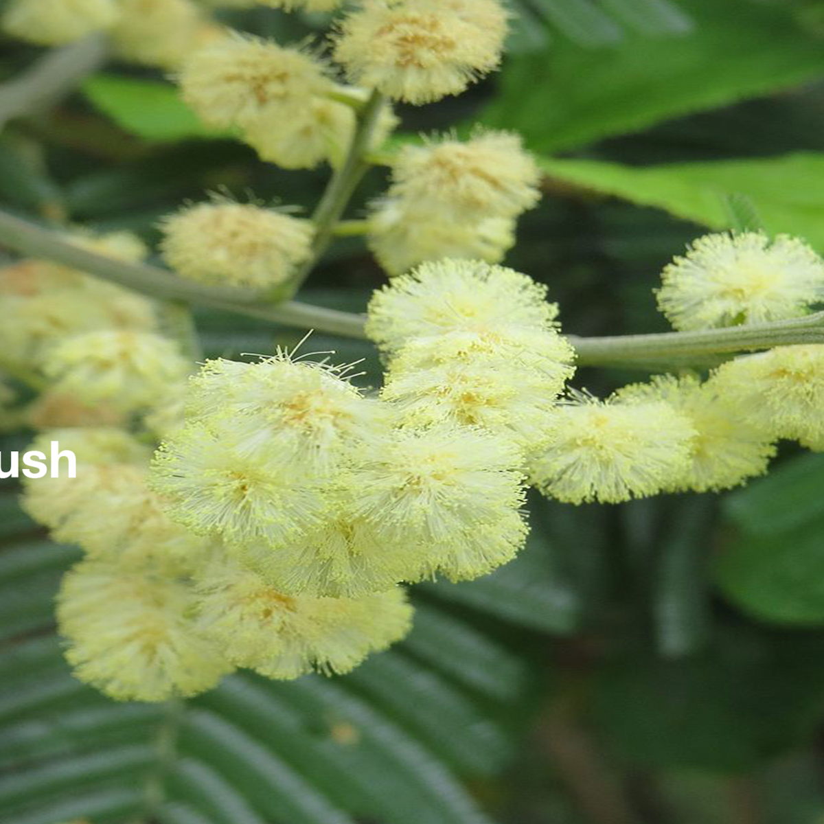 The black wattle is a boon for Australians (and a pest everywhere The black wattle is a boon for Australians (and a pest everywhere