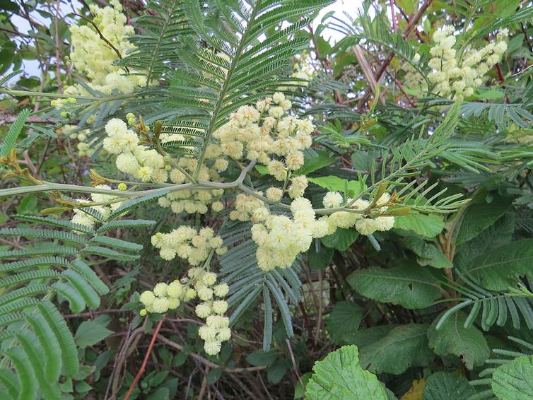 The black wattle is a boon for Australians (and a pest everywhere else)