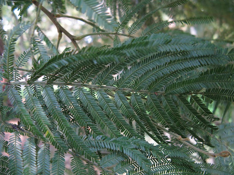 The black wattle is a boon for Australians (and a pest everywhere else)