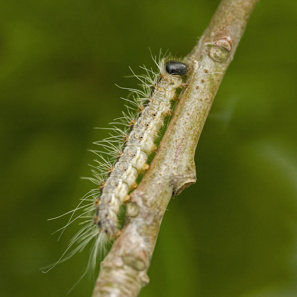 How To Kill A Very Hungry Caterpillar And Its Invasive Friends