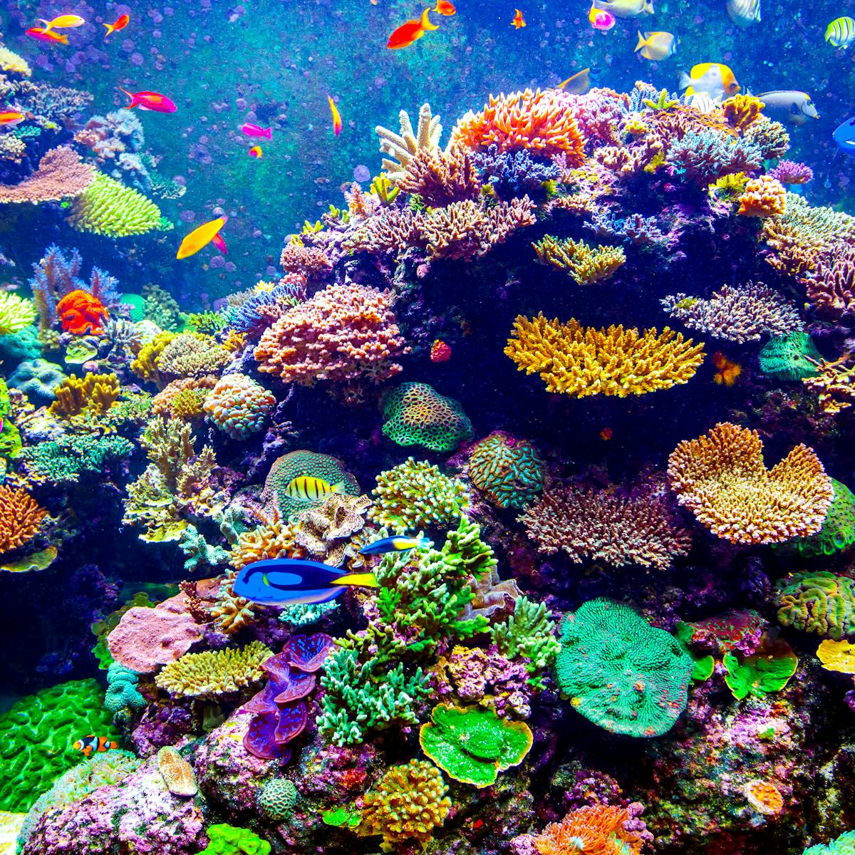 Why there's still hope for our endangered coral reefs