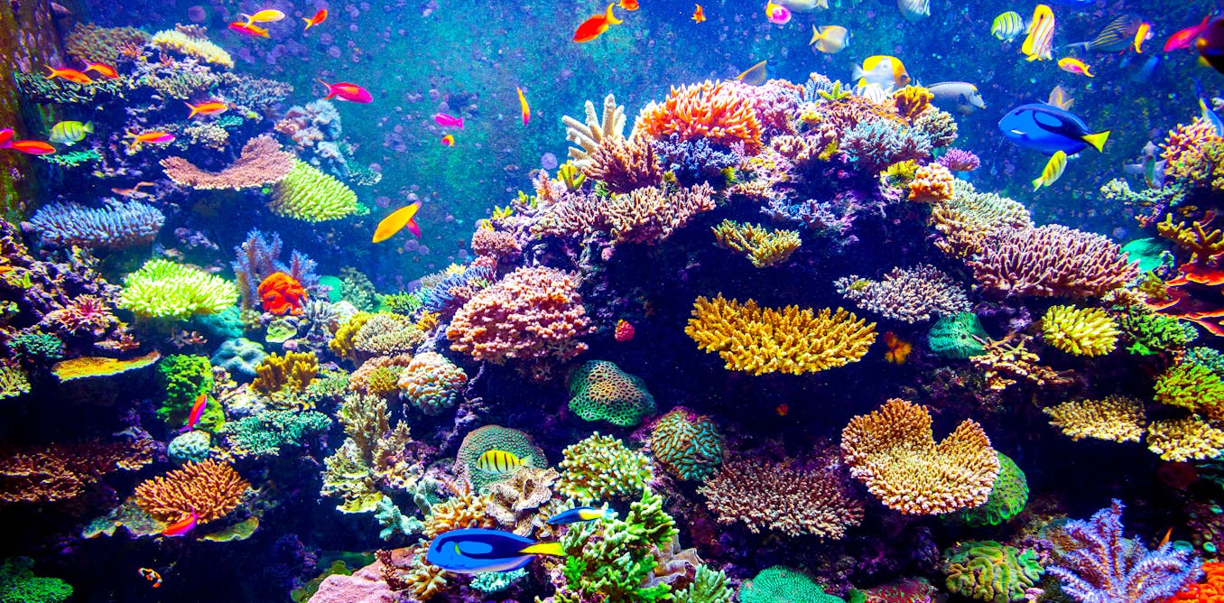 Why there’s still hope for our endangered coral reefs