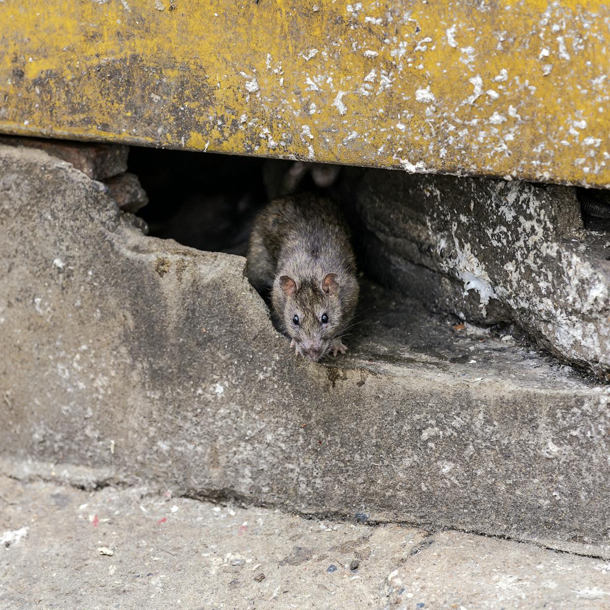 No Tienen Derechos Las Ratas De Alcantarilla Las Paradojas Del Animalismo Divino