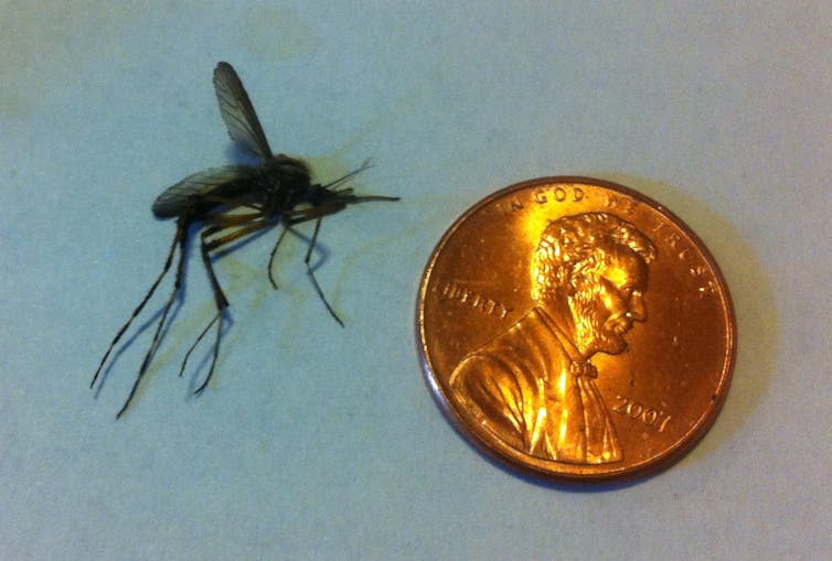 Giant mosquitoes flourish in floodwaters that hurricanes leave behind