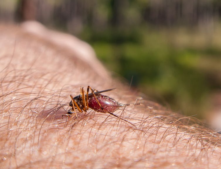 Giant mosquitoes flourish in floodwaters that hurricanes leave behind