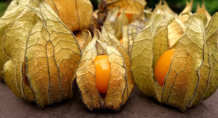Tweaking just a few genes in wild plants can create new food crops – but let's get the regulation right