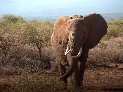 Are electric fences really the best way to solve human-elephant land conflicts? file 20181010 72117 1f1o0vx.jpg?ixlib=rb 1.1 - Are electric fences really the best way to solve human-elephant land conflicts?