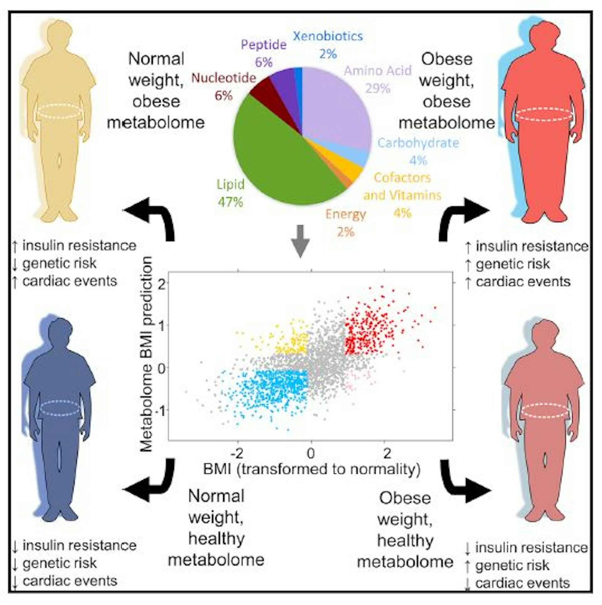 Your Metabolome Matters More Than Your Weight  RealClearScience