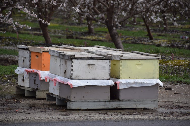 California almond orchard – and bees. Is this vegan?
