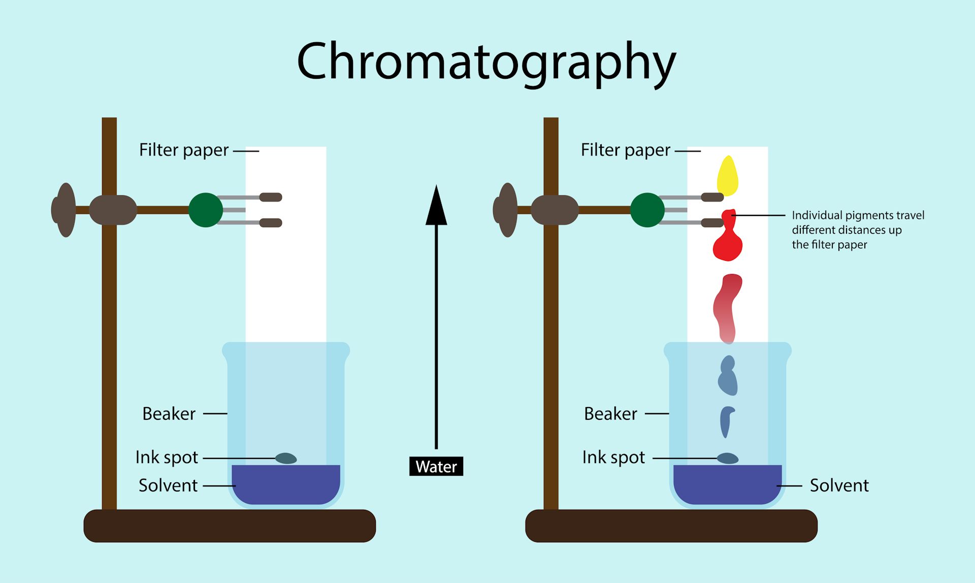 Chromatography Pigments In A Leaf