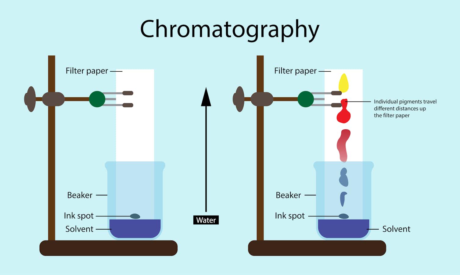 Paper Chromatography Of Plant Pigments