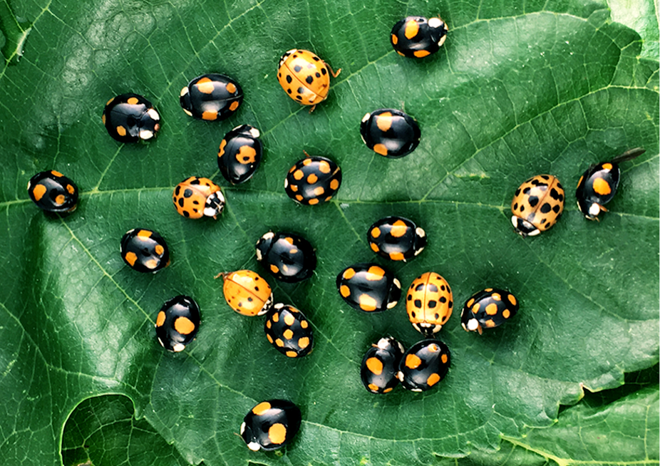 In Red And Black The Genetics Of Ladybug Spots 0981
