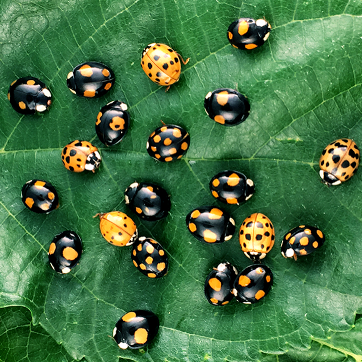 In red and black, the genetics of ladybug spots