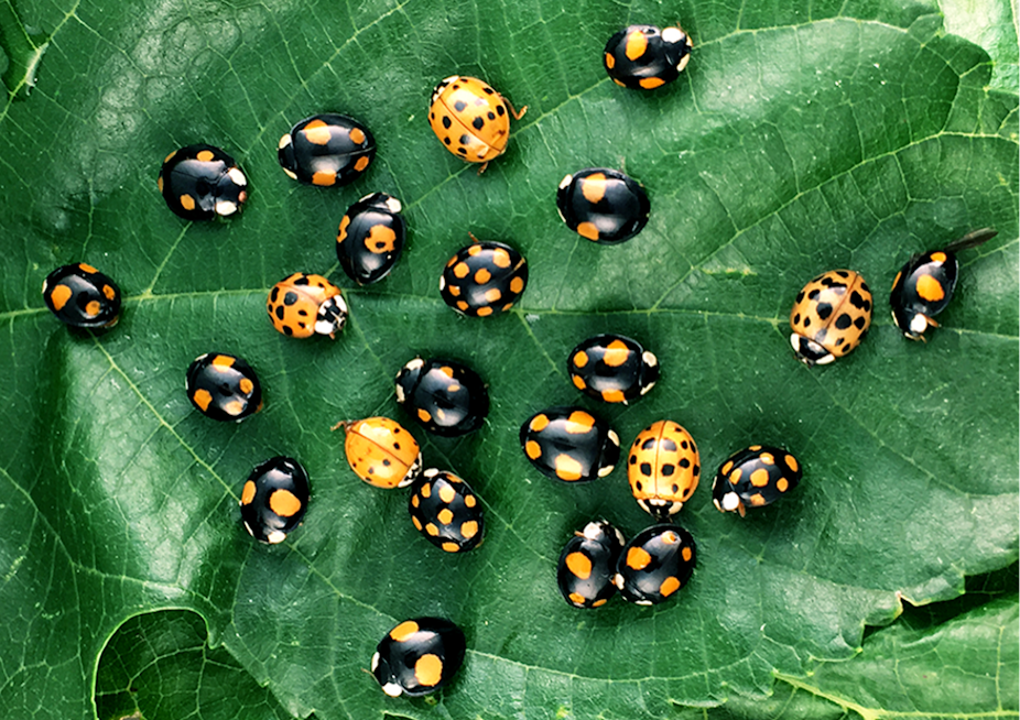 In red and black, the genetics of ladybug spots