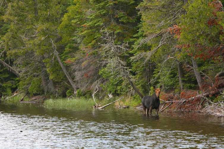 Restocking wolves on Isle Royale raises questions about which species get rescued