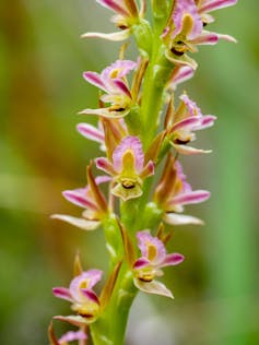 Leek orchids are beautiful, endangered and we have no idea how to grow them