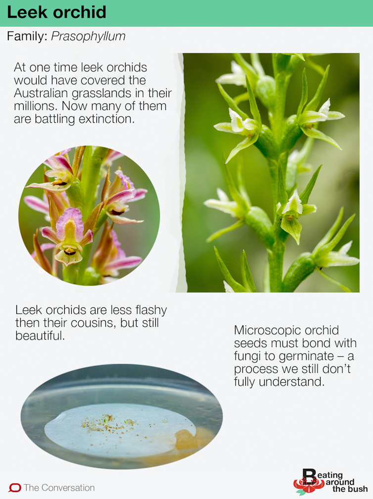 Leek orchids are beautiful, endangered and we have no idea how to grow them