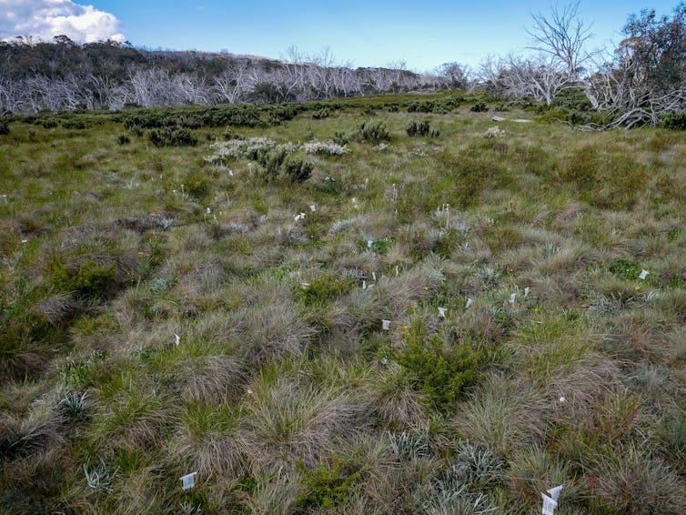 Leek orchids are beautiful, endangered and we have no idea how to grow them