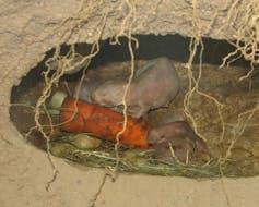 Eating royal poop improves parenting in naked mole-rats