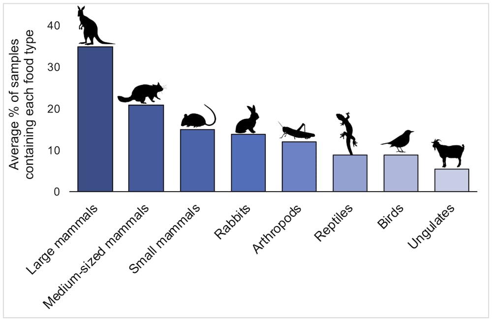 Dingo dinners: what’s on the menu for Australia’s top predator? Biology Diagrams