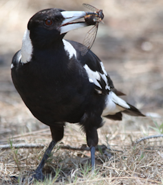 Why is a magpie's poo black and white?