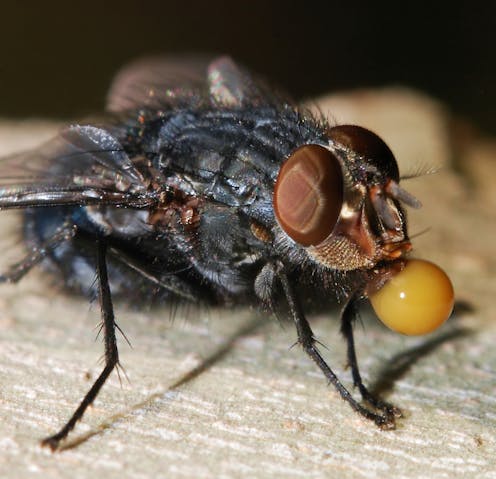 Curious Kids: Why do flies vomit on their food?