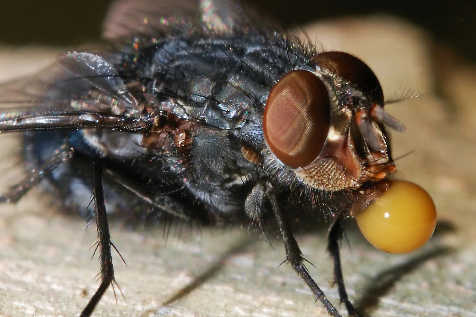 Digested Fly Curious Kids: Why do flies vomit on their food?