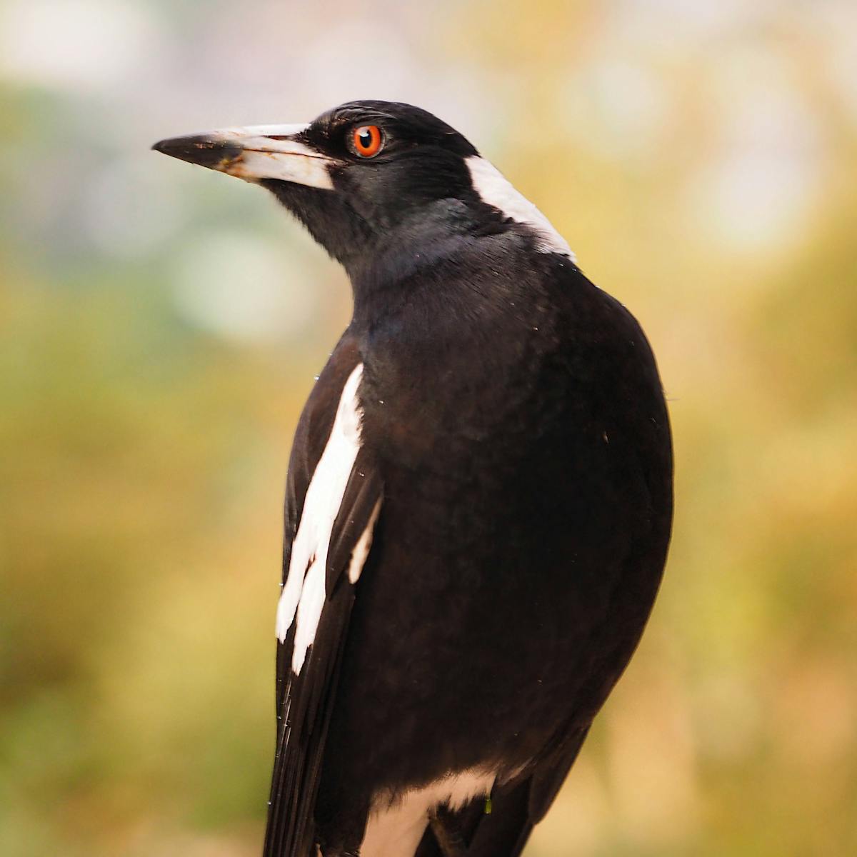 Curious Kids Why Is A Magpie S Poo Black And White