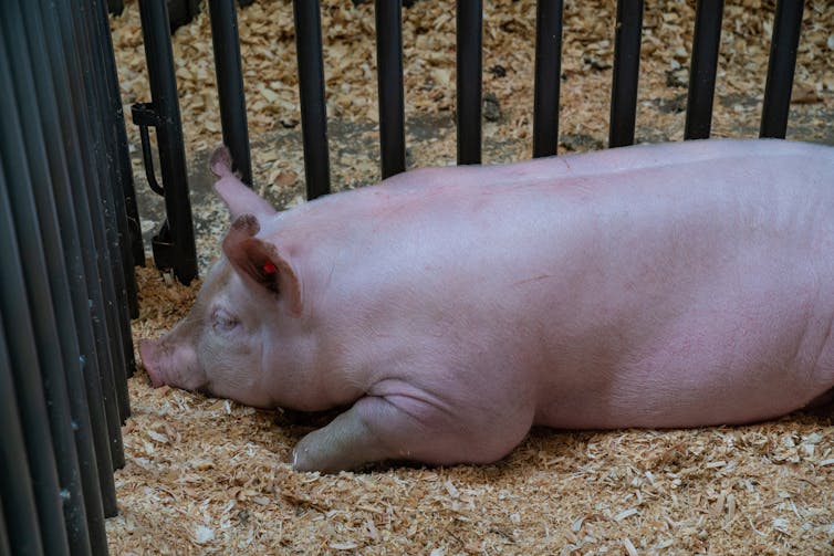 Australians care about animals – but we don't buy ethical meat