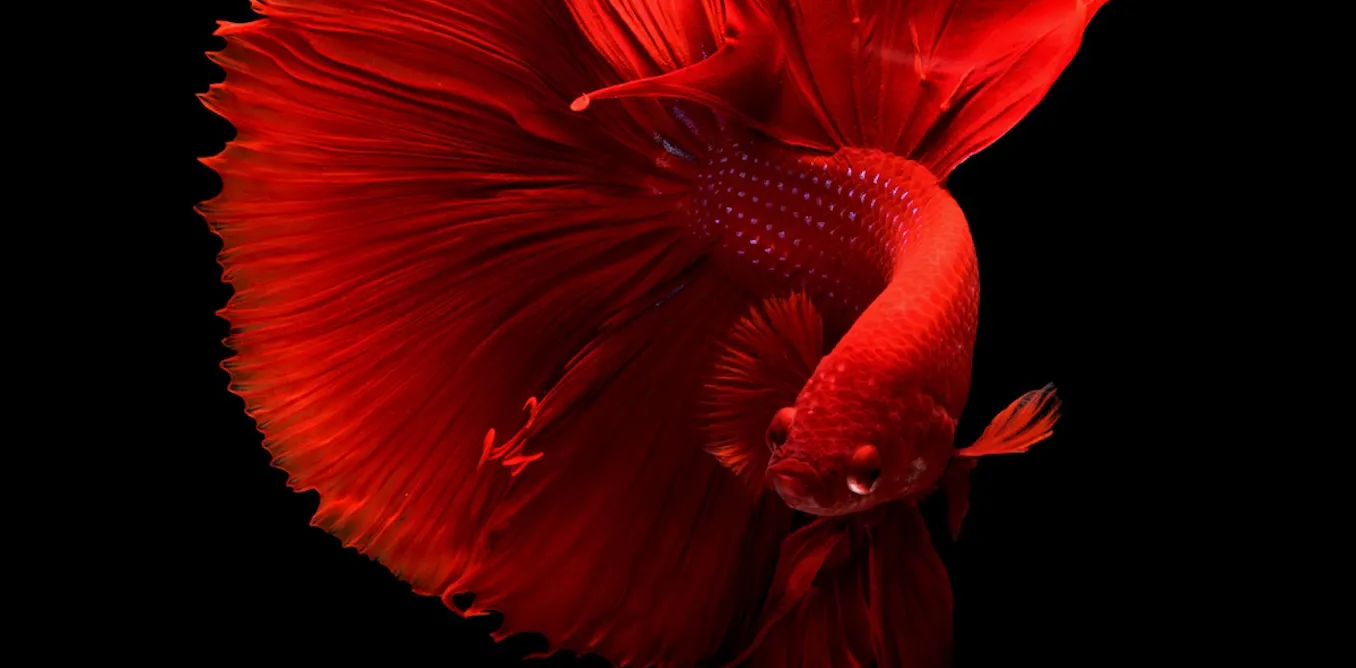 Poissons Rouges Mémoire Podcast : Les poissons rouges ont-ils réellement… une mémoire de ...