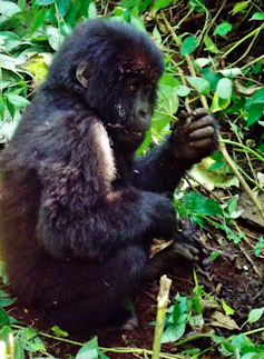 How catching malaria gave me a new perspective on saving gorillas