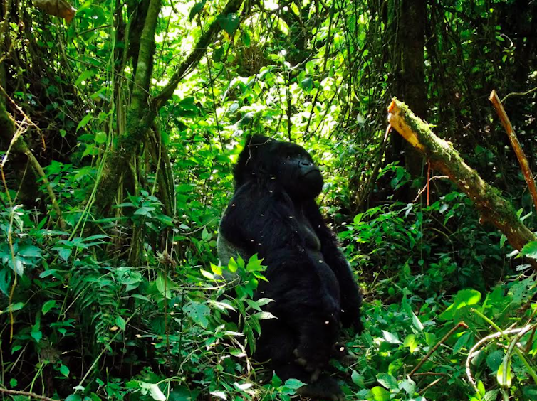 How catching malaria gave me a new perspective on saving gorillas