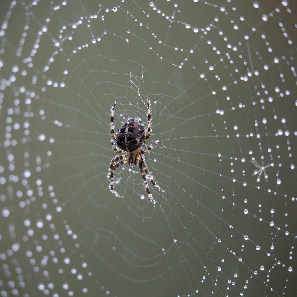 Spiders Scare Me But I Also Find Them Fascinating And They Help