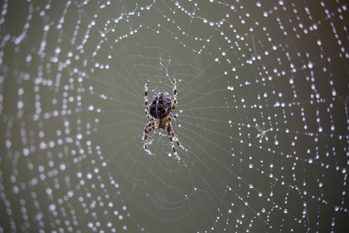 Spiders Scare Me But I Also Find Them Fascinating And They Help With My Art