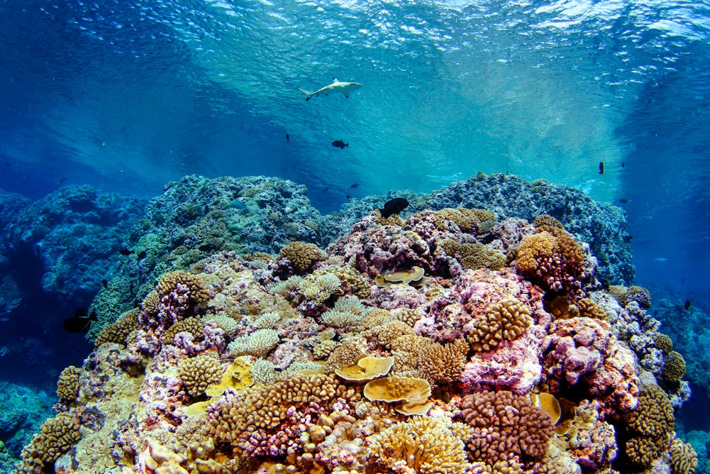 Tropical marine conservation needs to change as coral reefs decline