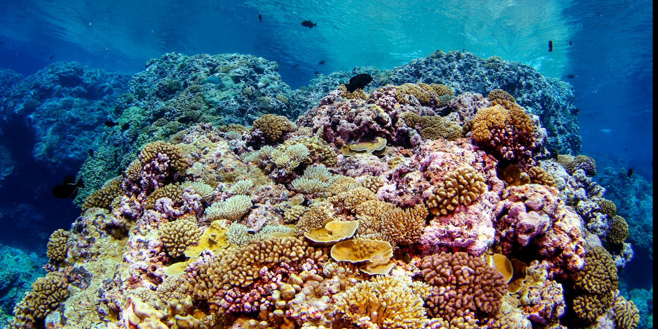 We tracked coral feeding habits from space to find out which reefs ...