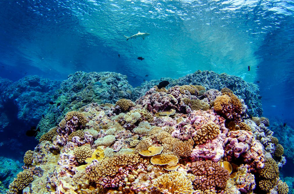 Tropical marine conservation needs to change as coral reefs decline
