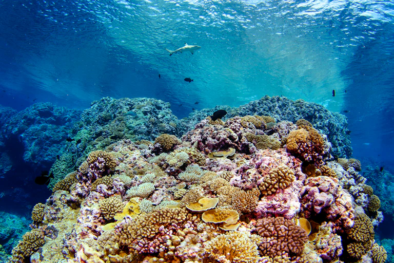 Vast expanse of seabed covered in yellow and pink corals with a shark swimming above.