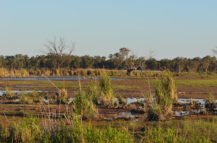 Why a wetland might not be wet