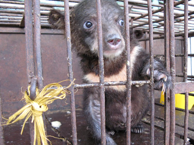 With the right help, bears can recover from the torture of bile farming