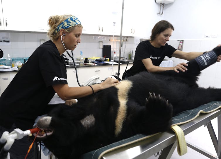 With the right help, bears can recover from the torture of bile farming