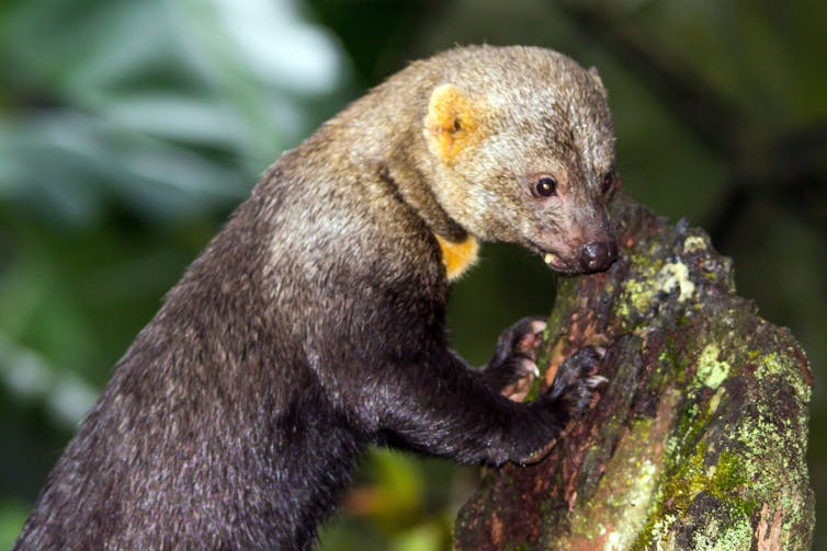 La tayra esconde sus plátanos para recuperarlos una vez que han madurado.  Foto: Ulrich Peters/Flickr