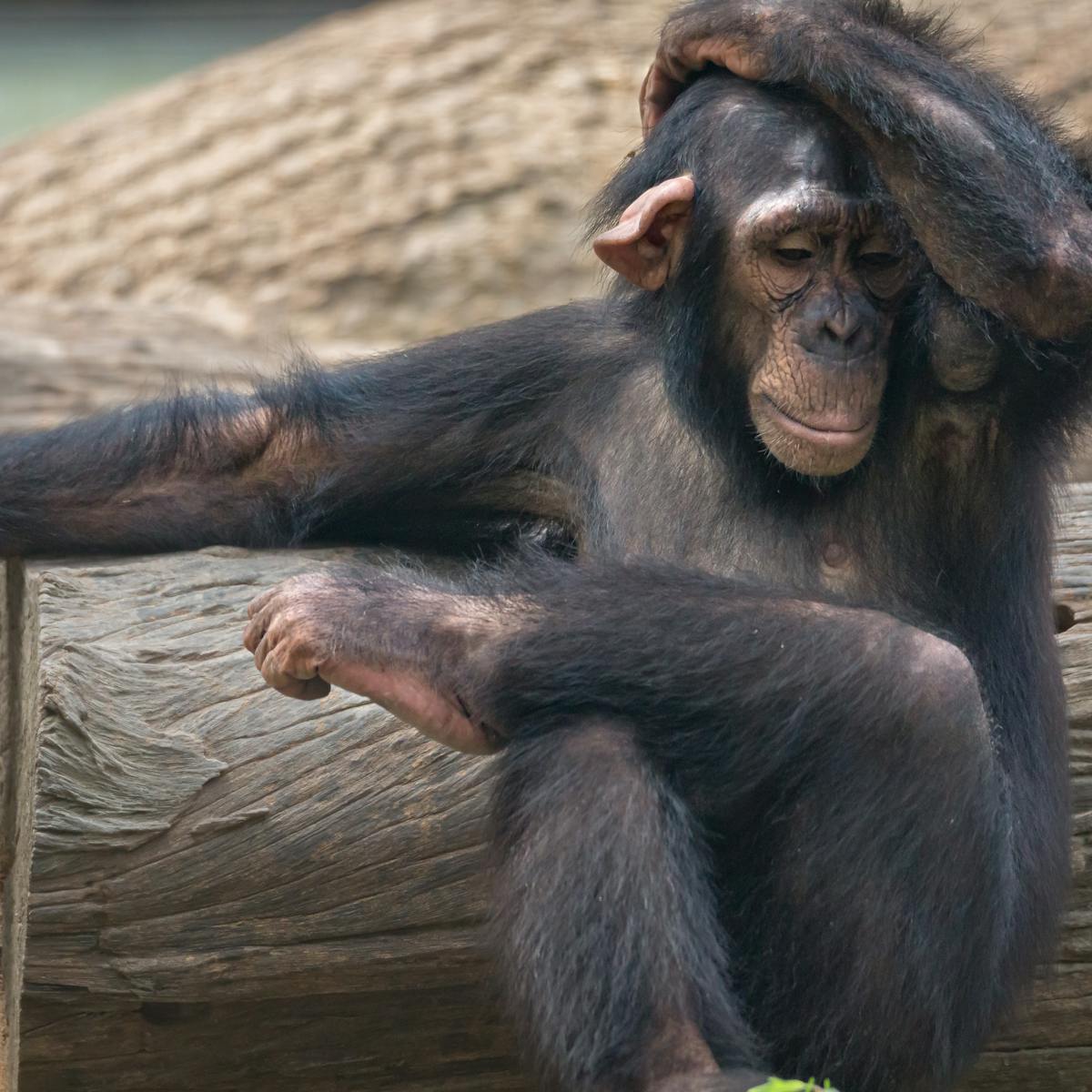 Chimps like to copy human visitors to the zoo – Ig Nobel Prize