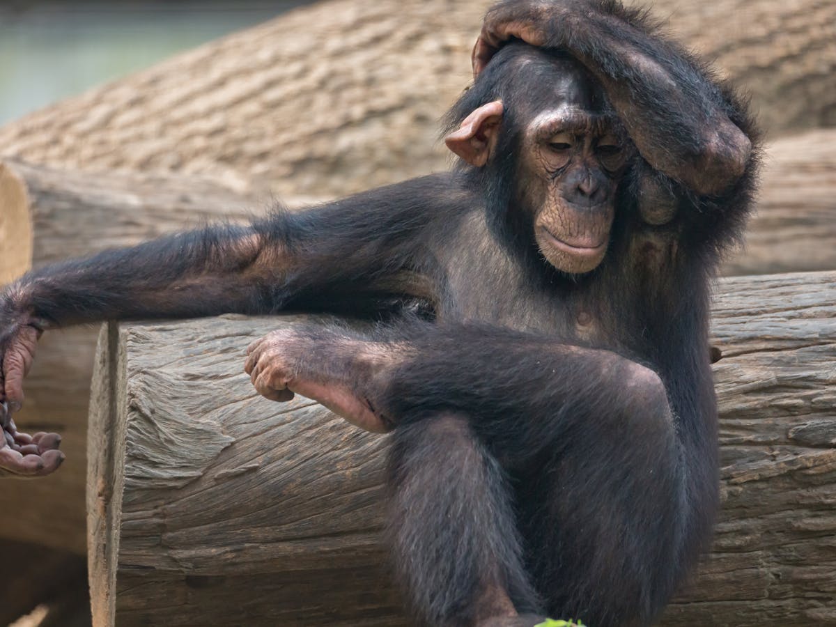 Chimps Like To Copy Human Visitors To The Zoo Ig Nobel Prize Chimps Like To Copy Human Visitors To The Zoo Ig Nobel Prize