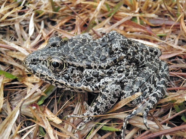 New data tool can help scientists use limited funds to protect the greatest number of endangered species