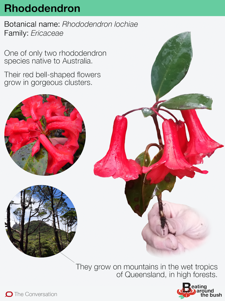 Australia's native rhododendrons hide in the high mountain forests
