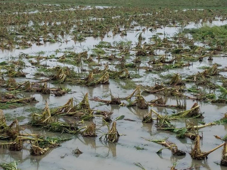 Hambre mundial aumenta por tercer año consecutivo debido al cambio climático