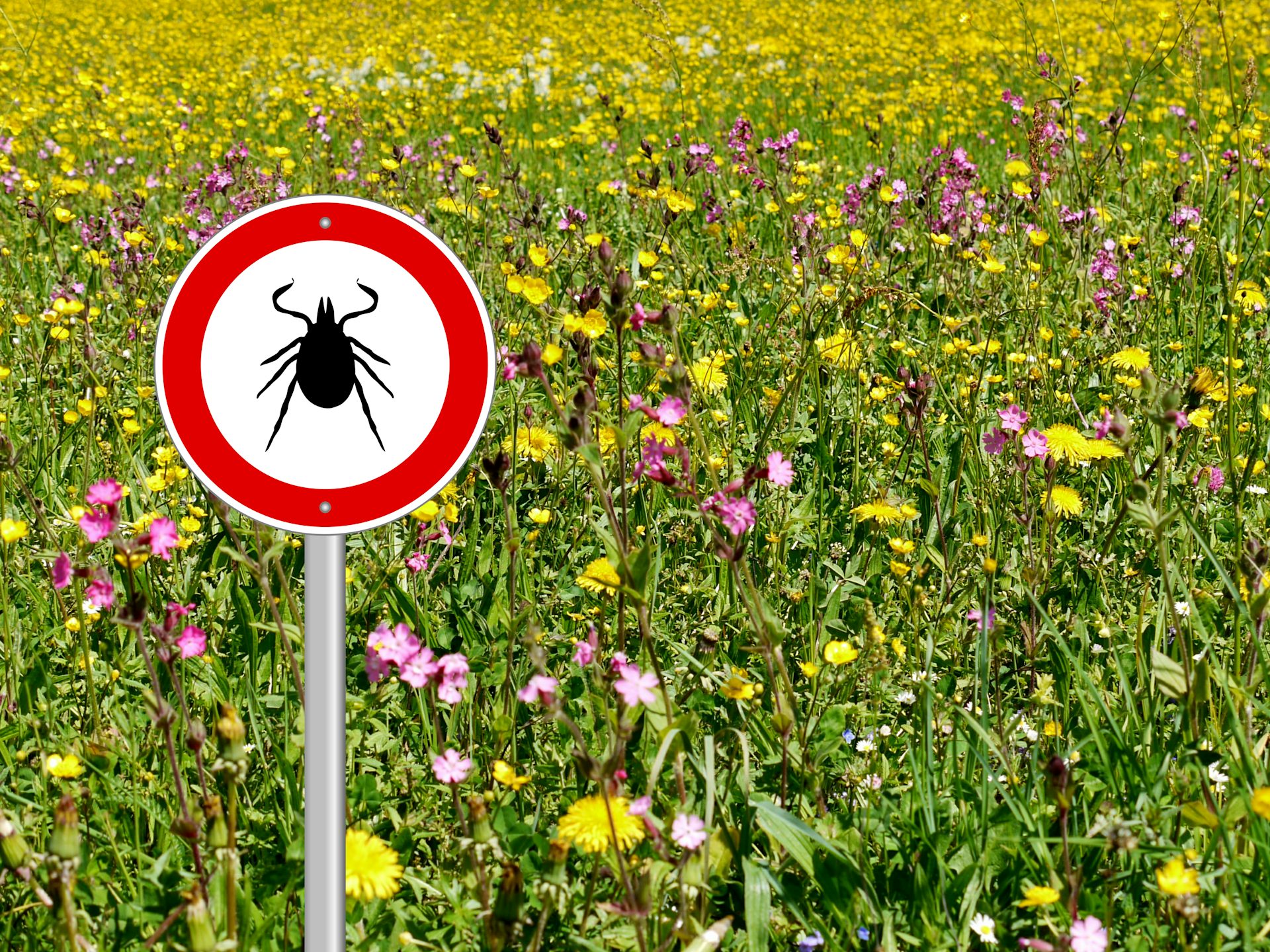 Is Climate Change Causing A Rise In The Number Of Mosquito And Tick ...