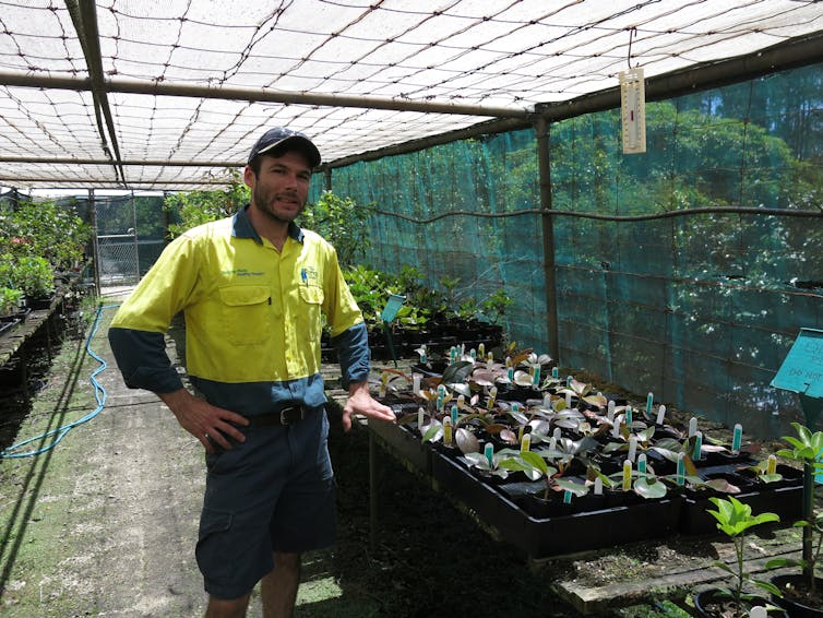 Australia's native rhododendrons hide in the high mountain forests