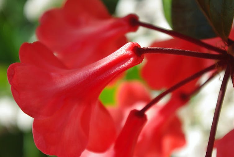 Australia's native rhododendrons hide in the high mountain forests